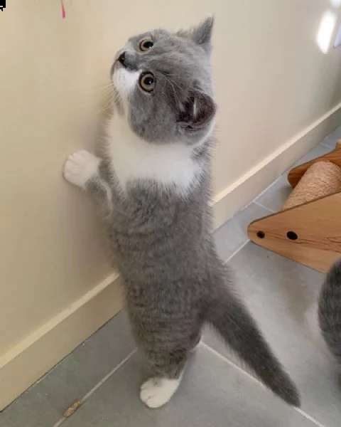 british shortair | Foto 1