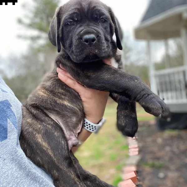 cane corso | Foto 2