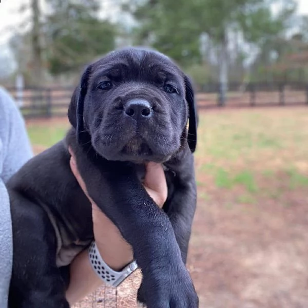 cane corso | Foto 1