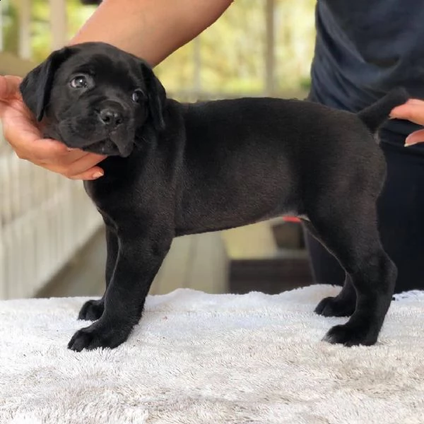 cane corso | Foto 0
