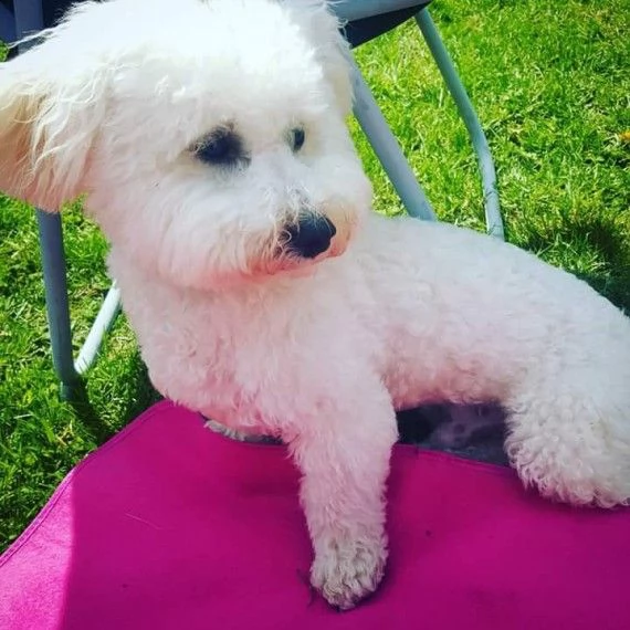 cuccioli adorabili bichon frize in vendita
