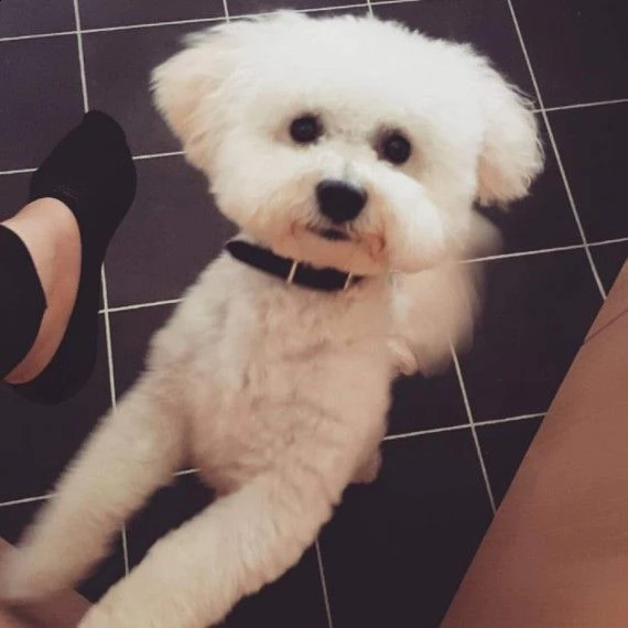 cuccioli adorabili bichon frize in vendita | Foto 1