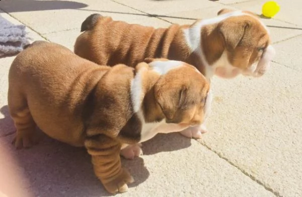 splendidi cuccioli di bulldog inglese