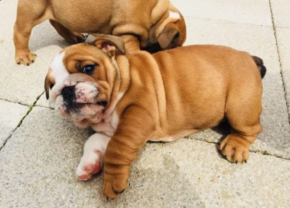 splendidi cuccioli di bulldog inglese | Foto 0