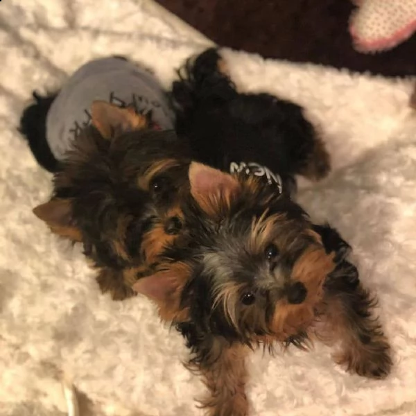 cucciolo di yorkie