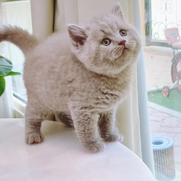 british shortair | Foto 2