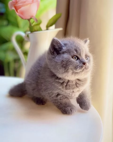 british shortair | Foto 0