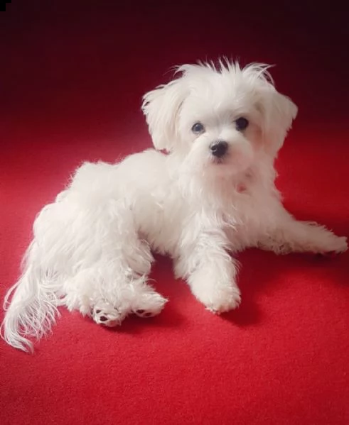 bichon maltes | Foto 2