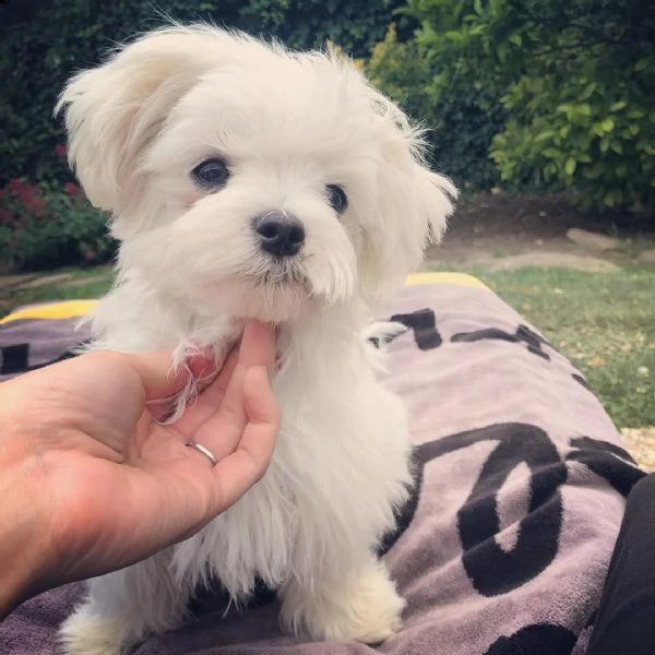 bichon maltes | Foto 1