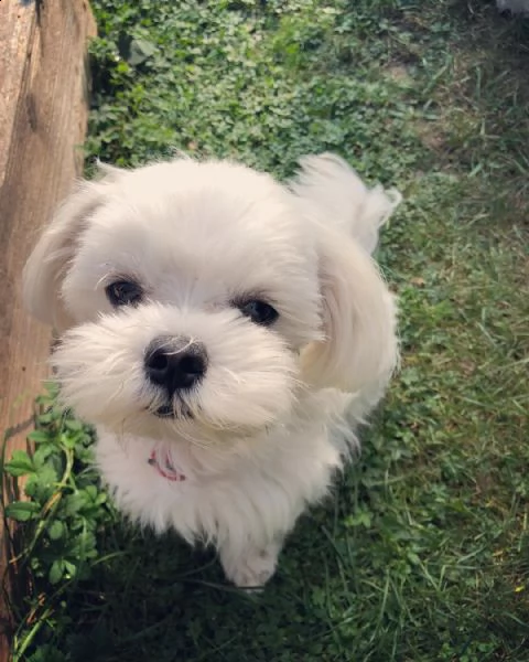 bichon maltes | Foto 0