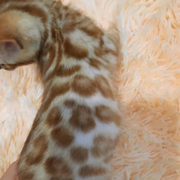 benessere gattino | Foto 0