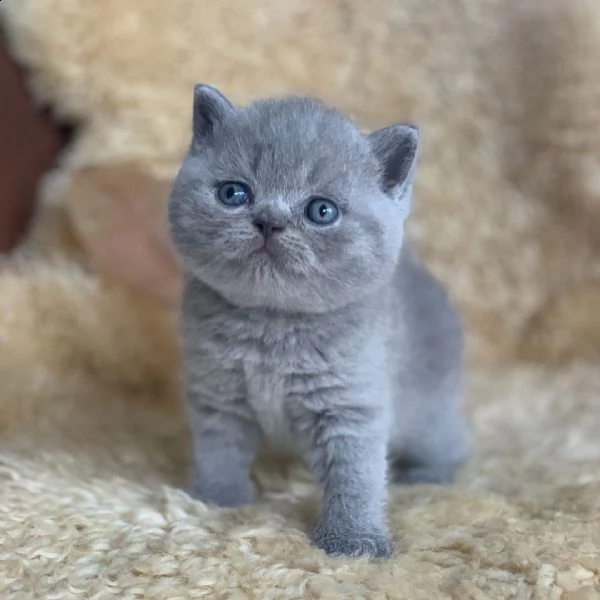 british shorthair