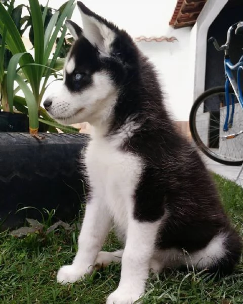 cuccioli di siberian husky