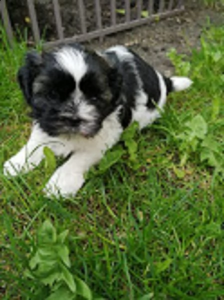 bellissimi cuccioli shih tzu in adozione gratuita contattatemi 
