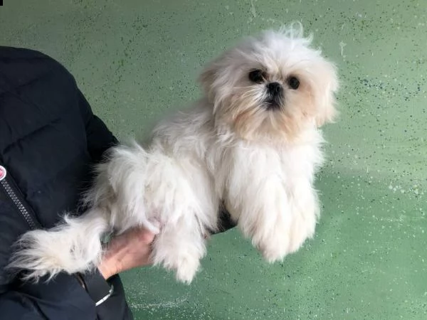02 bellissimi cuccioli di shih tzu in adozione gratuita
