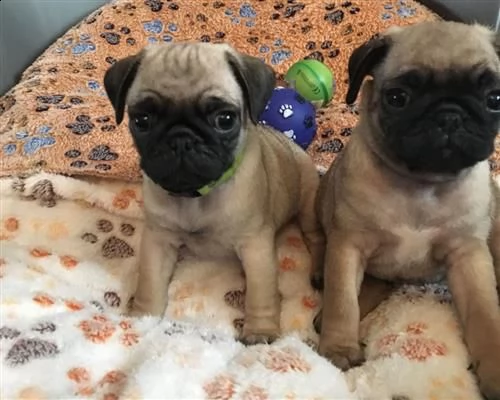  mini tazza da tè carlino cuccioli bianchi maschi e femmine | Foto 1