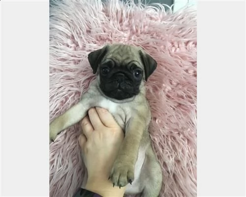  mini tazza da tè carlino cuccioli bianchi maschi e femmine | Foto 0