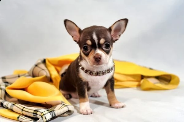 cucciolata di chihuahua | Foto 1