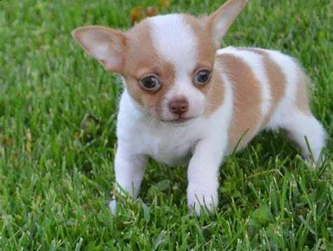 cucciolata di chihuahua | Foto 0
