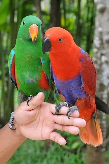 papagalli inseparabili