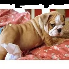 bulldog inglese akc super adorabile