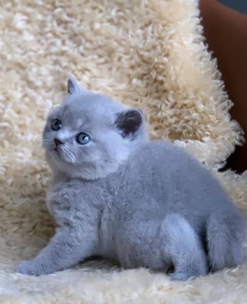british shorthair | Foto 5