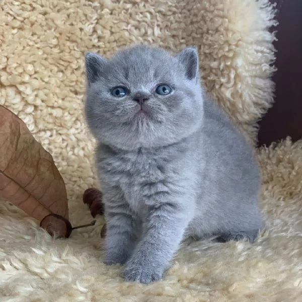 british shorthair | Foto 4