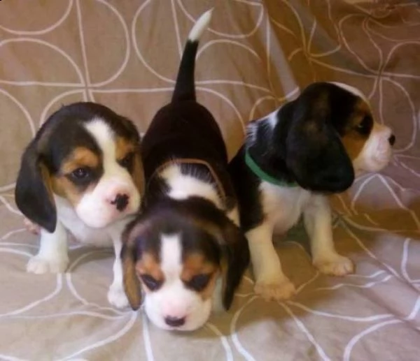 splendidi cuccioli di beagle | Foto 1