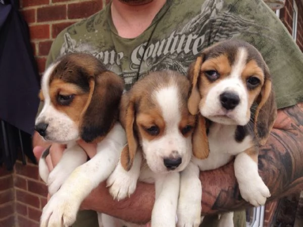 splendidi cuccioli di beagle | Foto 0