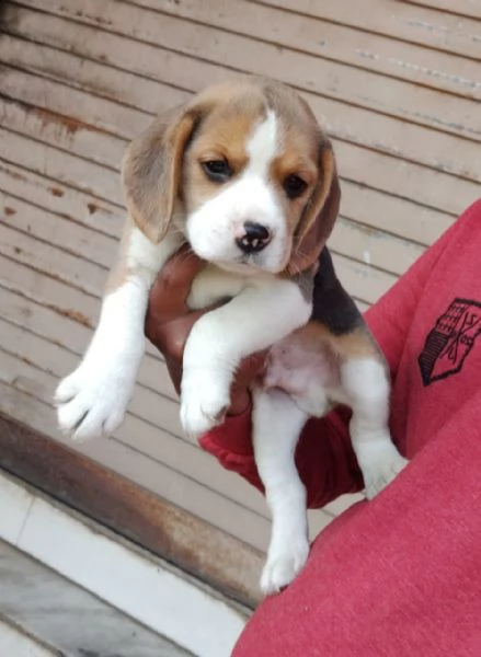 splendidi cuccioli di beagle