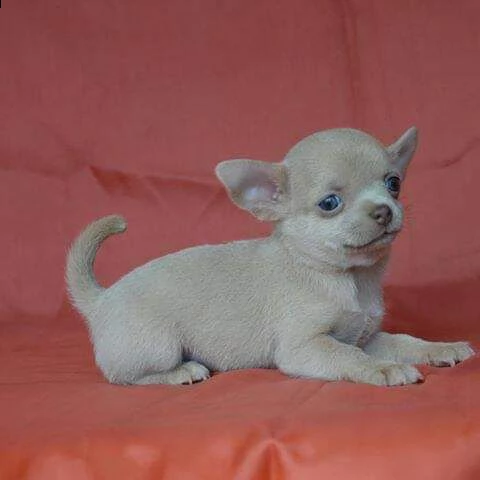 dolci cuccioli di chihuahua | Foto 0