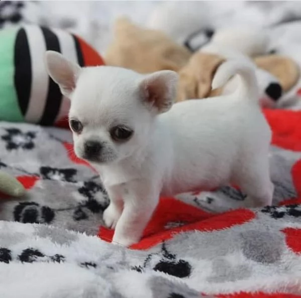 dolci cuccioli di chihuahua