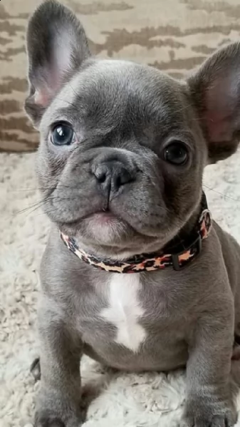 bulldog francese dal cuore gentile | Foto 0