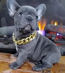 bulldog francese dal cuore gentile