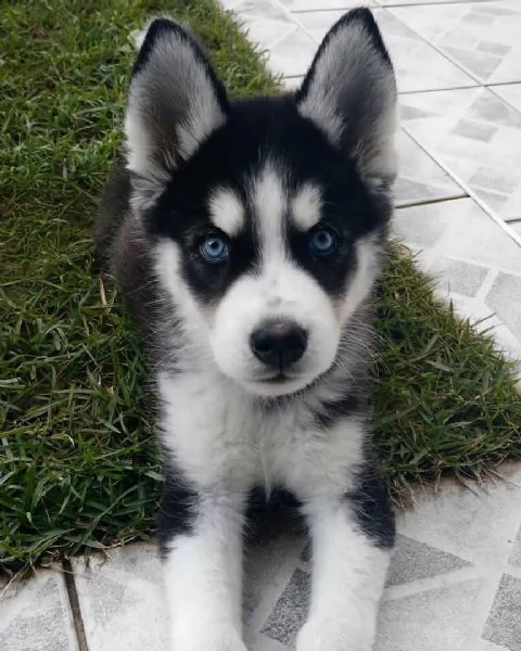 cuccioli di siberian husky