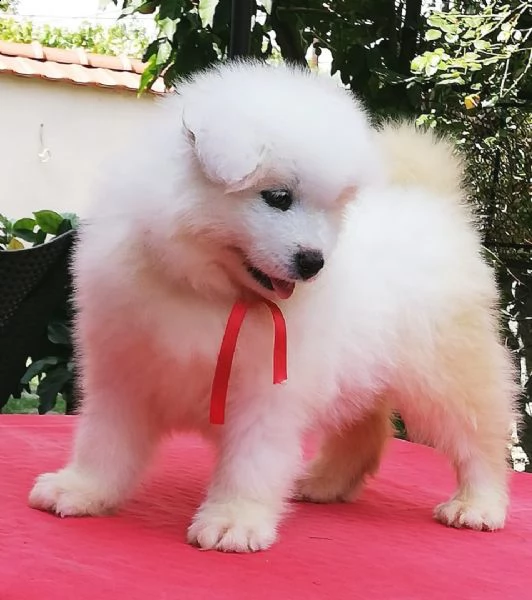 fantastici cuccioli di samoiedo | Foto 0