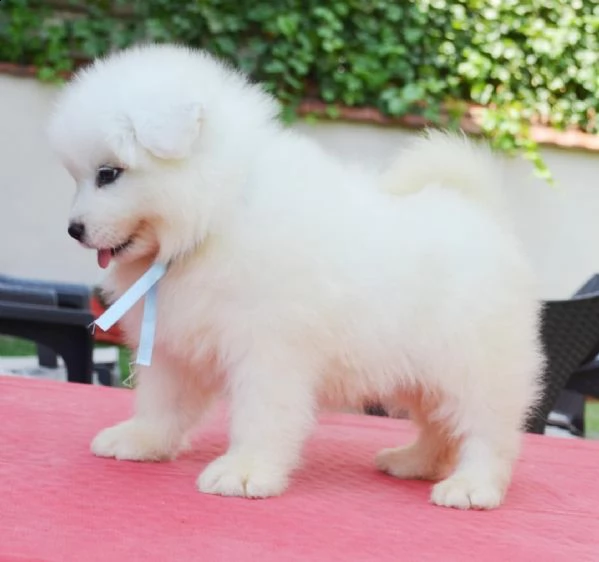 fantastici cuccioli di samoiedo