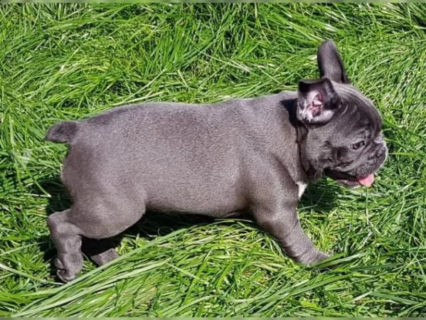  [at]#!!!![at][at]2bouledogue- bulldog francese blue  | Foto 1