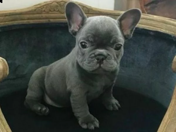  [at]#!!!![at][at]2bouledogue- bulldog francese blue  | Foto 0
