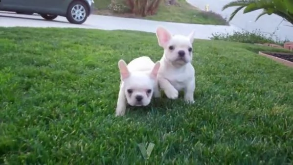  [at]#!!!![at][at]2bouledogue- bulldog francese blue 