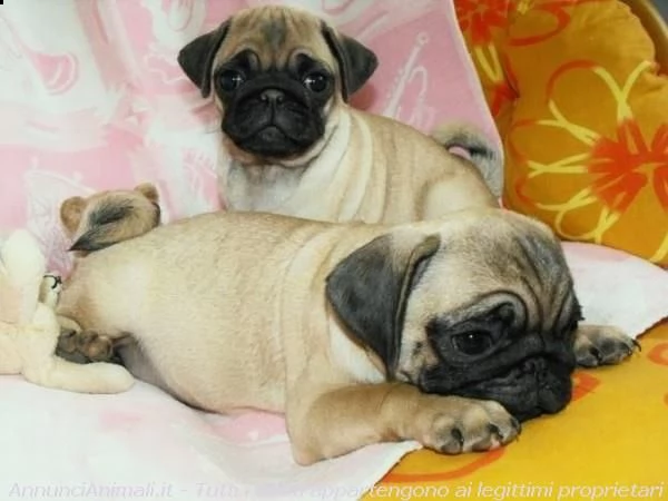 adorabili cuccioli di carlino