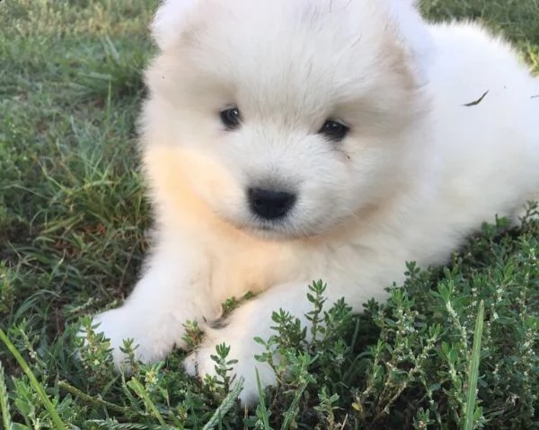 cucciolo di samoiedo maschio e femmina bianco , pelo lungo in vendita