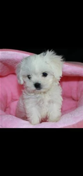 simpatici mini cuccioli maltesi