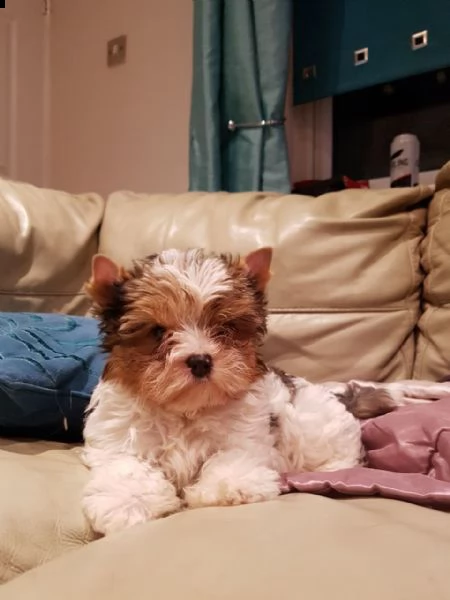 yorkshire terrier | Foto 0