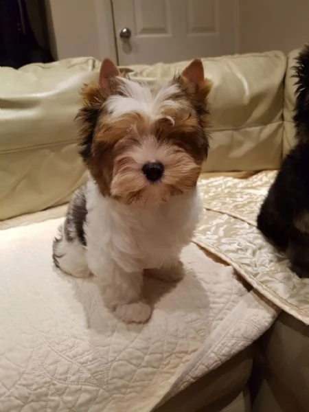yorkshire terrier