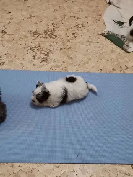 cucciolo di yorkshire biewer  | Foto 0