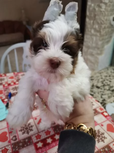 cucciolo di yorkshire biewer bianco con cioccolato  | Foto 1