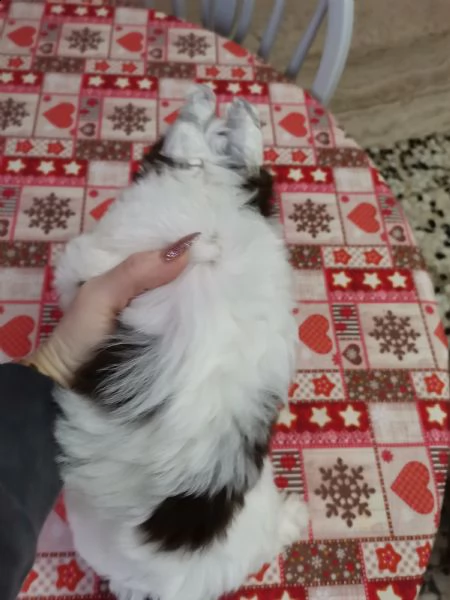 cucciolo di yorkshire biewer bianco con cioccolato  | Foto 0