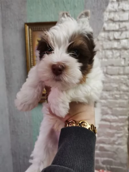 cucciolo di yorkshire biewer bianco con cioccolato 