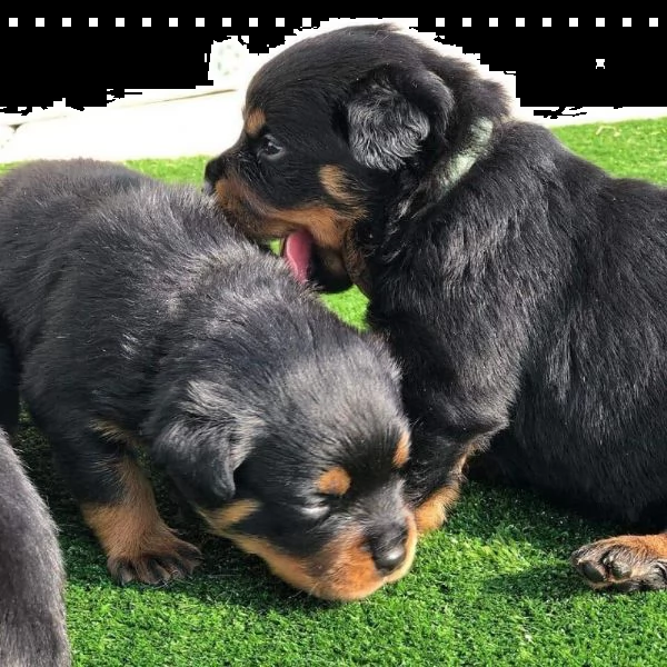 bellissimi cuccioli di rottweiler | Foto 1